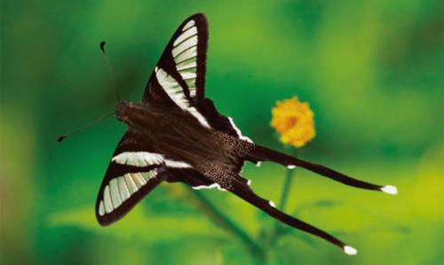 Необычные бабочки мира. Топ-10 удивительных и необычных бабочек