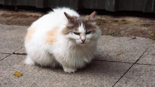 Часы работы Дворец Топкапы. Первый внутренний двор дворца Топкапы