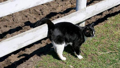 Почему коты любят валерьянку