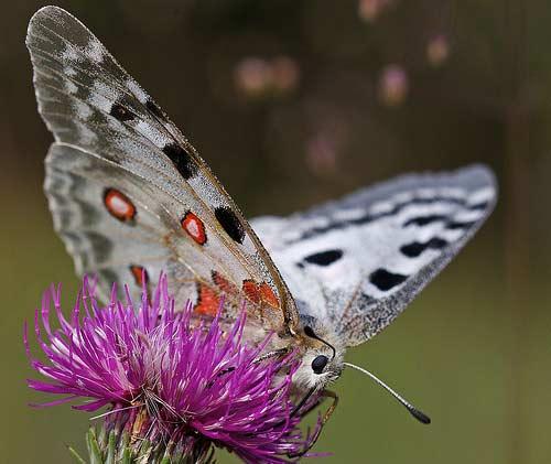 Необычные бабочки мира. Топ-10 удивительных и необычных бабочек