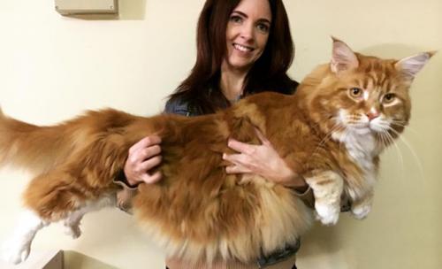 Самый большой кот в мире