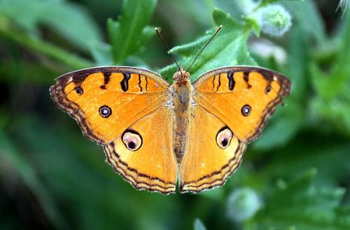 Необычные бабочки мира. Самые необычные и прекрасные в мире бабочки