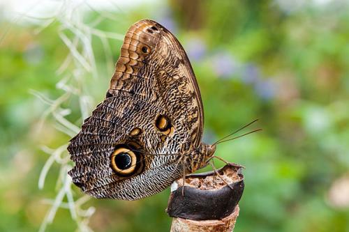 Необычные бабочки мира. Самые необычные и прекрасные в мире бабочки