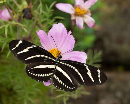 Необычные бабочки мира. Самые необычные и прекрасные в мире бабочки