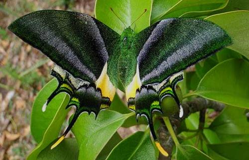 Необычные бабочки мира. Топ-10 удивительных и необычных бабочек