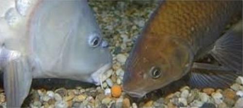 Память у рыбы сколько секунд википедия. Какая память у рыб?