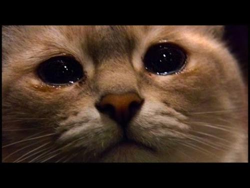 Почему коты уходят умирать из дома. Почему кошка уходит?