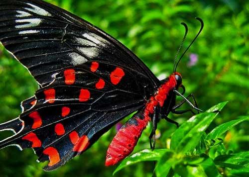 Необычные бабочки мира. Топ-10 удивительных и необычных бабочек