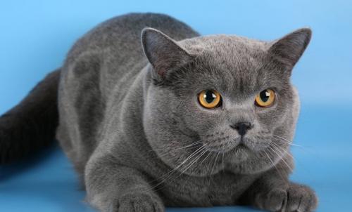 Толстый британский кот. Британские короткошерстные кошки: история возникновения