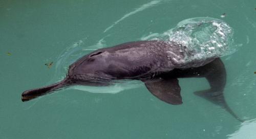 Байцзи интересные факты. Китайский речной дельфин