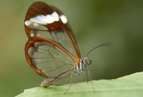 Необычные бабочки мира. Самые необычные и прекрасные в мире бабочки