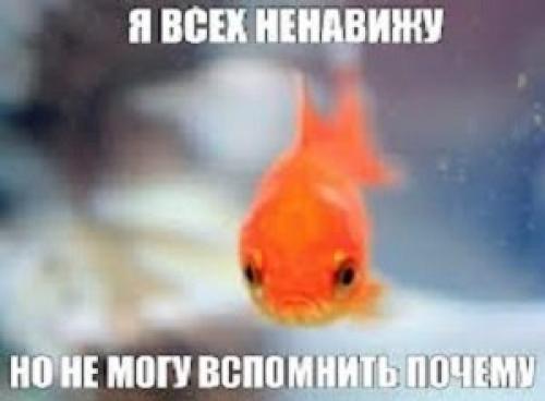 Память у рыбы сколько секунд википедия. Какая память у рыб?