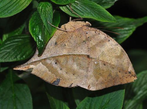 Необычные бабочки мира. Самые необычные и прекрасные в мире бабочки