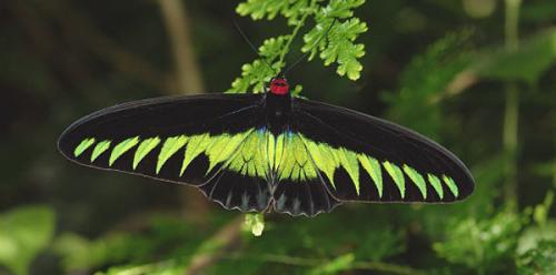 Необычные бабочки мира. Топ-10 удивительных и необычных бабочек