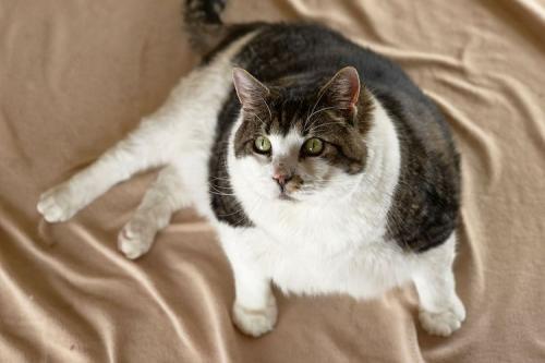 Толстые коты. Коты из Книги рекордов Гиннеса