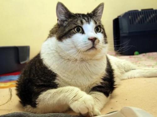 Самый толстый кот в мире: Книга рекордов Гиннесса