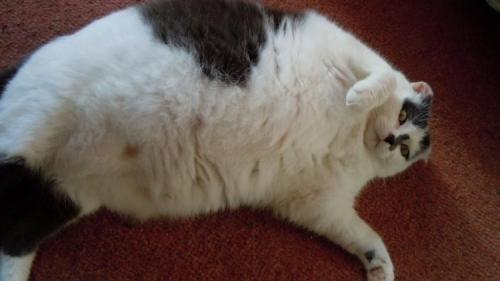 Толстые коты. Коты из Книги рекордов Гиннеса