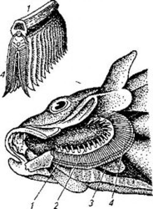 Жабры у рыбы. Самое читаемое