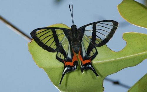 Необычные бабочки мира. Топ-10 удивительных и необычных бабочек