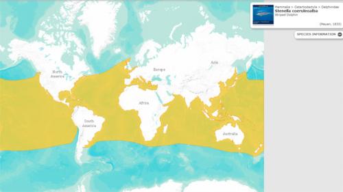 Полосатый дельфин. Продельфин полосатый