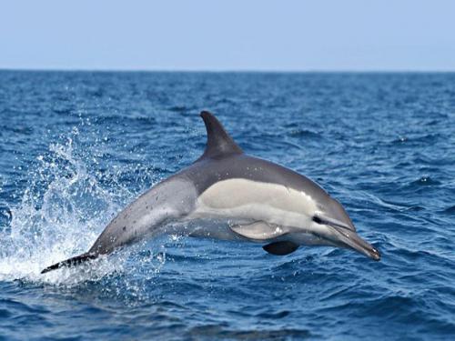 Дельфин белобочка. Дельфин - белобочка