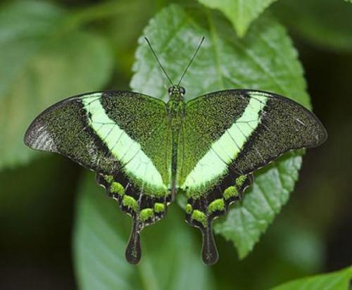 Необычные бабочки мира. Самые необычные и прекрасные в мире бабочки