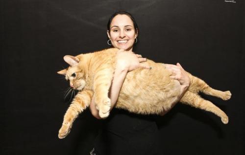 Толстые коты. Коты из Книги рекордов Гиннеса