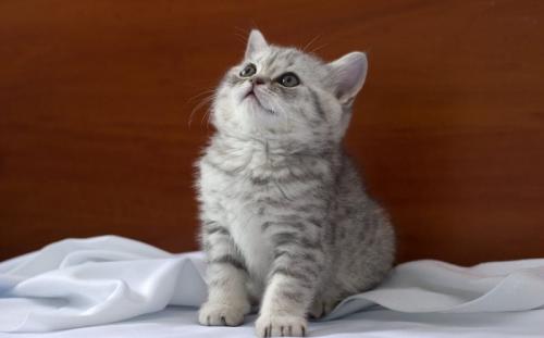 Толстый британский кот. Британские короткошерстные кошки: история возникновения