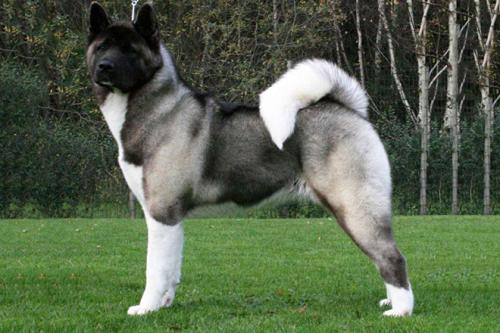 Самая большая собака в мире