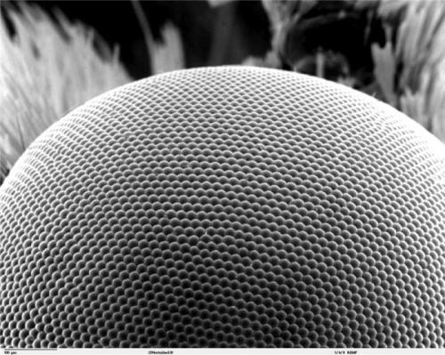 Бабочки необычные факты. Бабочки и самые интересные факты о них