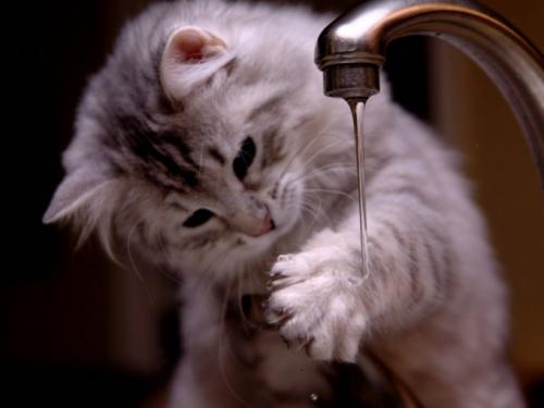 Почему коты боятся воды. Почему кошки воды боятся
