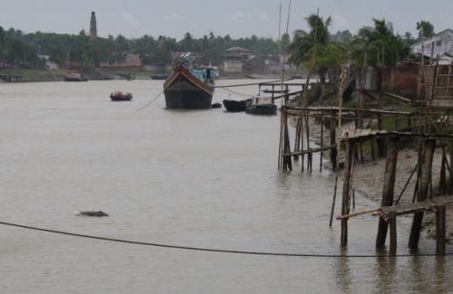 Дельфин с горбом. Гангский дельфин или сусук (лат. Platanista gangetica)