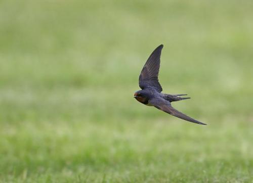 Почему ласточки летают низко или высоко. Приметы почему ласточки летают низко или высоко 01