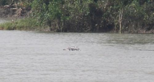 Дельфин с горбом. Гангский дельфин или сусук (лат. Platanista gangetica)