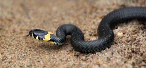 Чем питаются медведи. Бурый медведь хозяин леса…