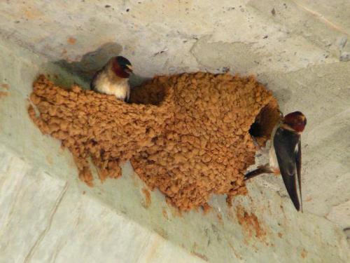 Почему ласточки летают низко или высоко. Приметы почему ласточки летают низко или высоко 02