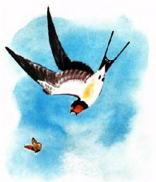 Почему ласточки летают низко или высоко. Приметы почему ласточки летают низко или высоко 03