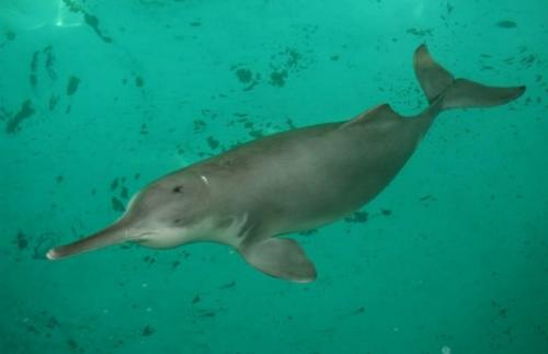 Дельфин с горбом. Гангский дельфин или сусук (лат. Platanista gangetica)