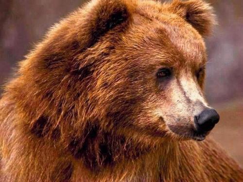 Сколько лет живут медведи бурые в неволе. Сколько лет живут медведи