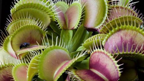 Сколько лет живут медведи бурые в неволе. Сколько лет живут медведи 20