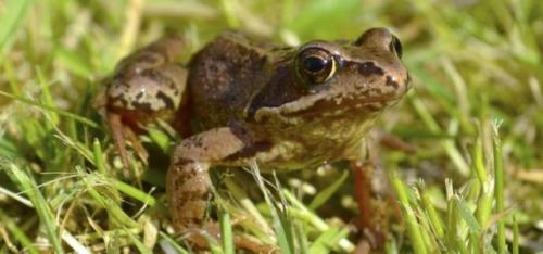 Чем питаются медведи. Бурый медведь хозяин леса…