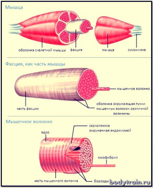 Болят мышцы после первой тренировки. Почему после тренировки болят мышцы