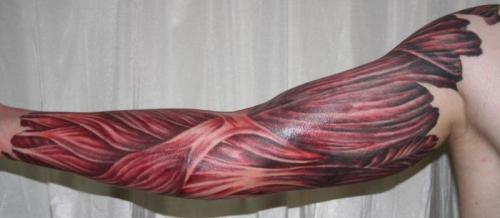 Свойство мышечной ткани. Свойства мышечных тканей