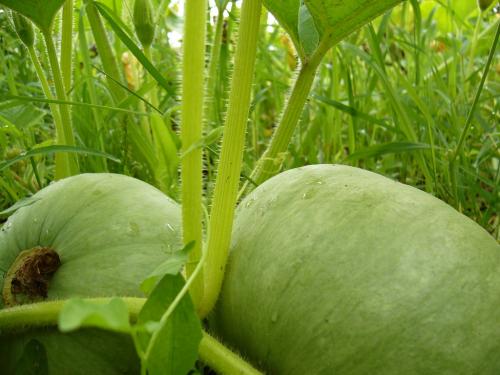 Белорусские слова которых нет в русском языке. Восемь белорусских слов, которые вас удивят.