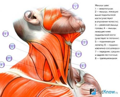 Упражнения для тренировки мышц шеи. Тренировка мышц шеи в домашних условиях