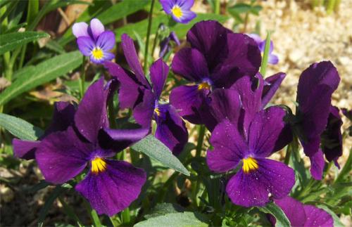 Верю-не-верю факты о странах.