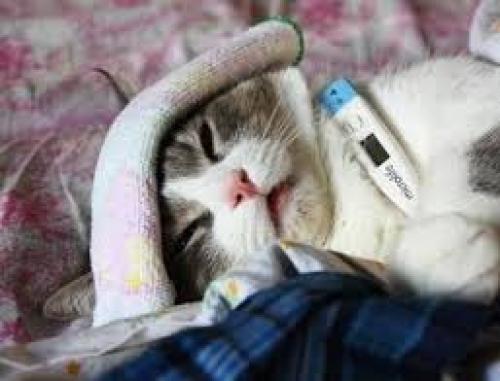 Слова которых нет в русском языке, но есть в английском. Слова, которых нет в английском языке