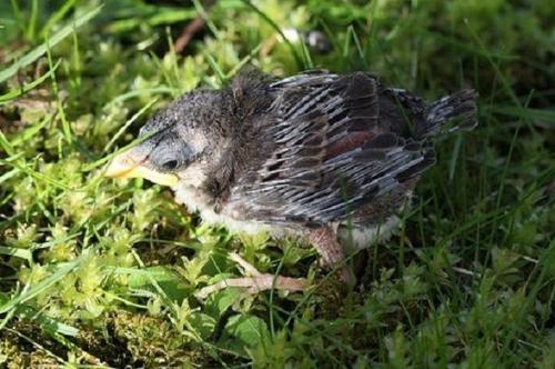 Верю-не-верю факты о животных. 10 мифов о животных, в которые пора перестать верить