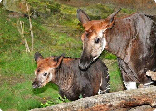 Малыш окапи из зоопарка Лос-Анджелеса