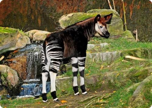 Малыш окапи из зоопарка Лос-Анджелеса